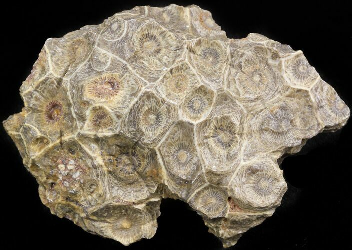 Bargain Fossil Coral (Actinocyathus) Head - Morocco #44884